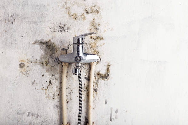 Best Affordable Mold Removal  in Whitehall, OH