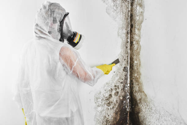 Best Black Mold Removal  in Whitehall, OH