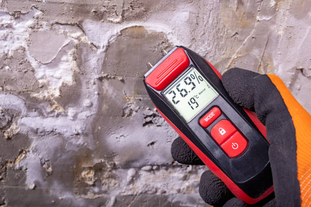 Best Mold Damage Repair  in Whitehall, OH