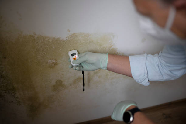 Best Certified Mold Removal  in Whitehall, OH