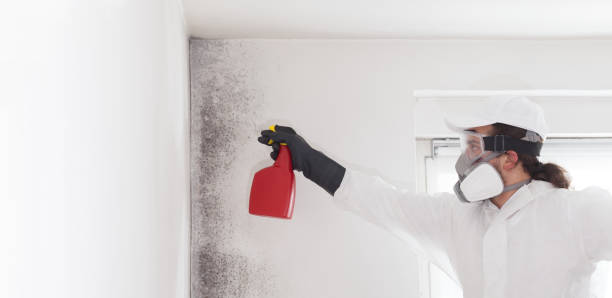 Best Professional Mold Removal  in Whitehall, OH